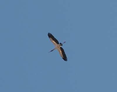 [One wood stork flying high directly overhead. From this view the black feathers appear to be the outer half of the wings with the inner part white. Its skinny legs/feet are together behind teh tail.]